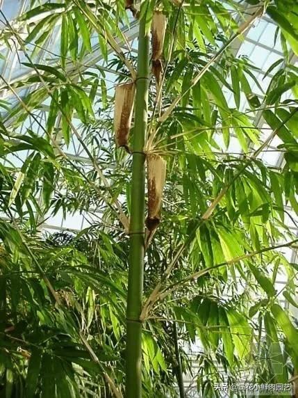 探索南粤风采26选5，数字背后的奥秘与理性投注策略,南粤风采26选5走势图
