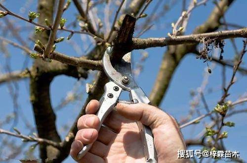 丹东3D天牛图迷福，揭秘一个独特的数字娱乐世界,丹东3d天牛图迷福3d谜总汇