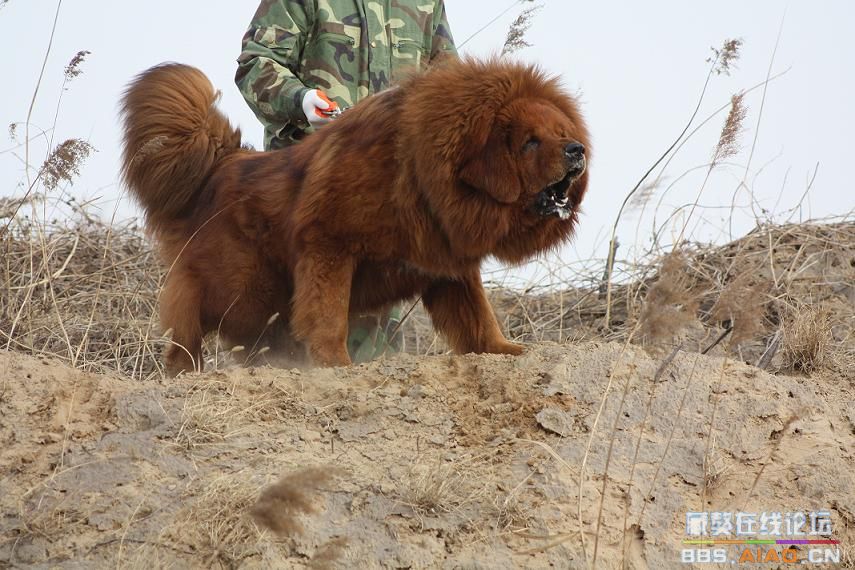 藏獒论坛，探索中国犬类文化与交流的独特平台藏獒论坛板块