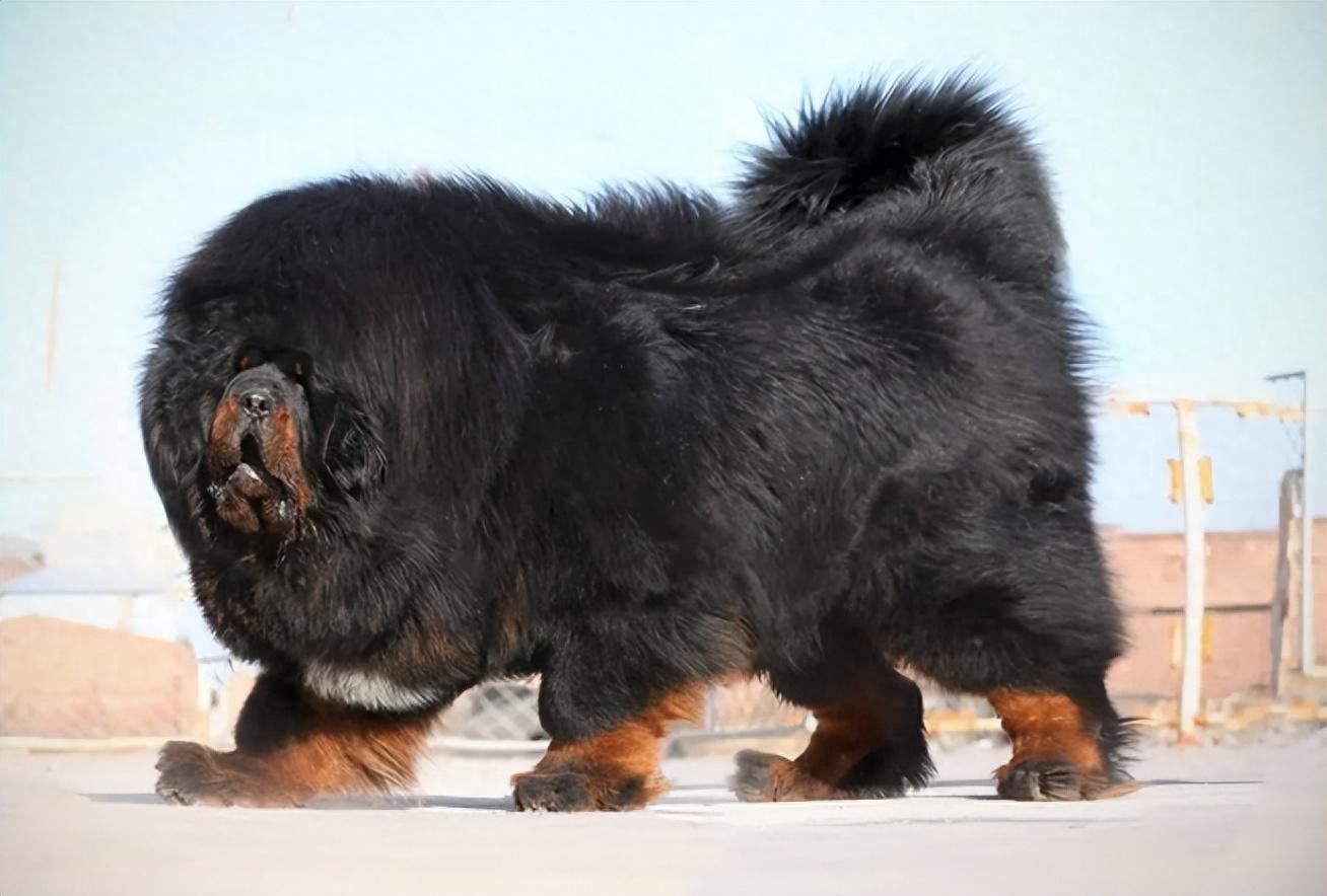 藏獒在线论坛，探索中国古老犬种的文化与交流平台藏獒论坛板块