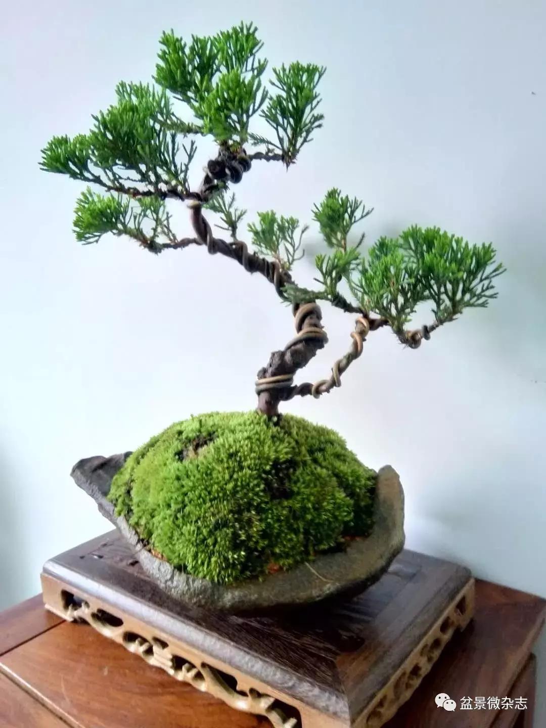 揭秘彩票三期必开一期与特号现象,理性分析下的概率误区三期必开一期三期必出特天天好马