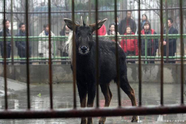 揭秘今天必中四不像图，理性与迷信的边界今天必中四不像图今期