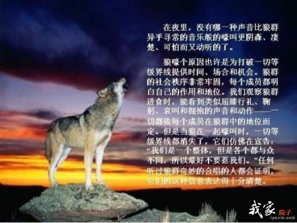 广西的狼精英主论坛，汇聚智慧与力量的网络平台广西的狼精英主论坛在哪里