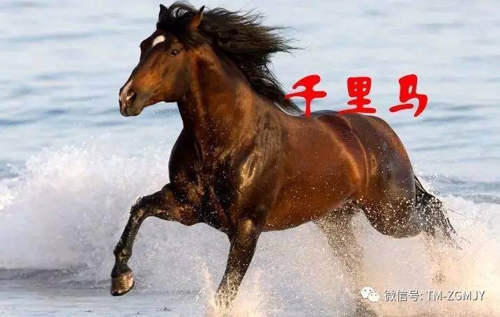探索2018年四不像特马生肖图，传统与现代交织的奇妙世界四不像 特马