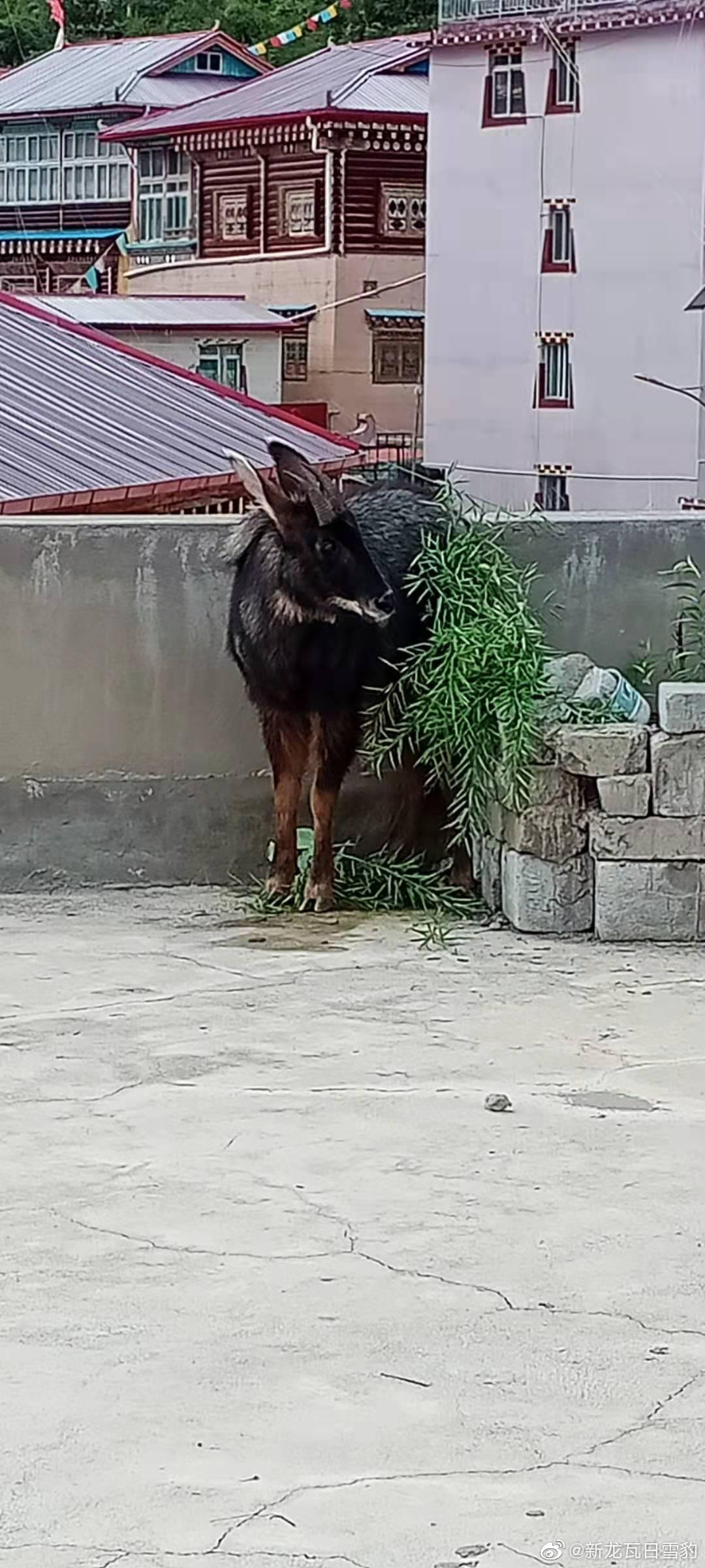 今晚四不像生肖图，探寻神秘与趣味的完美结合今晚四不像生肖图今期玩法