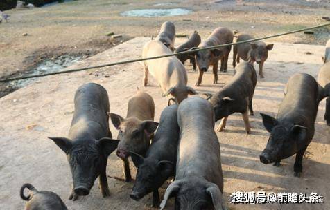 揭秘四不像与王中王的奥秘,探寻必出一肖的神奇规律四不像王中王必出一肖破解版